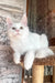 Marsik | Maine Coon Kitten