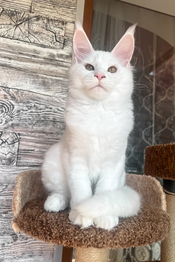 Marsik | Maine Coon Kitten