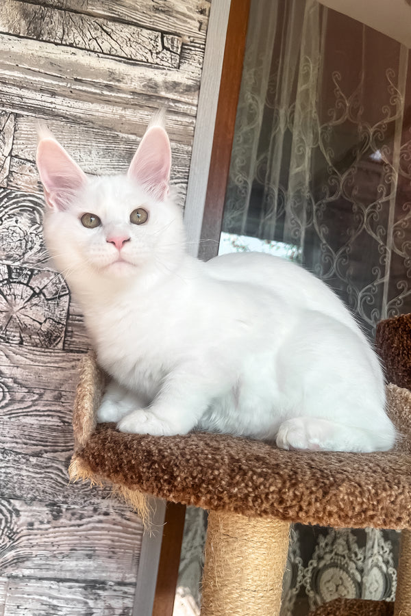 Marsik | Maine Coon Kitten