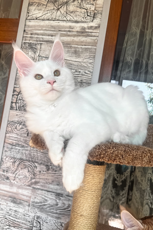 Marsik | Maine Coon Kitten
