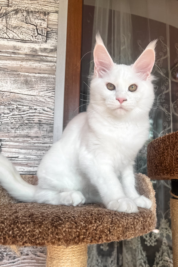 Marsik | Maine Coon Kitten