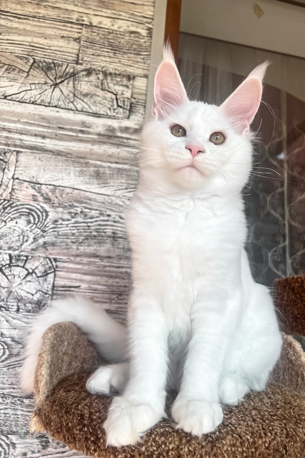 Marsik | Maine Coon Kitten