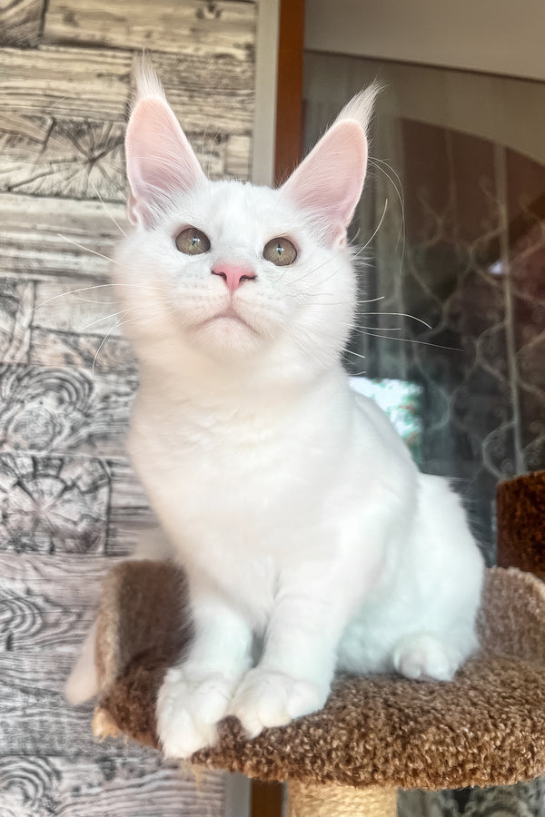 Marsik | Maine Coon Kitten