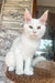 Marsik | Maine Coon Kitten