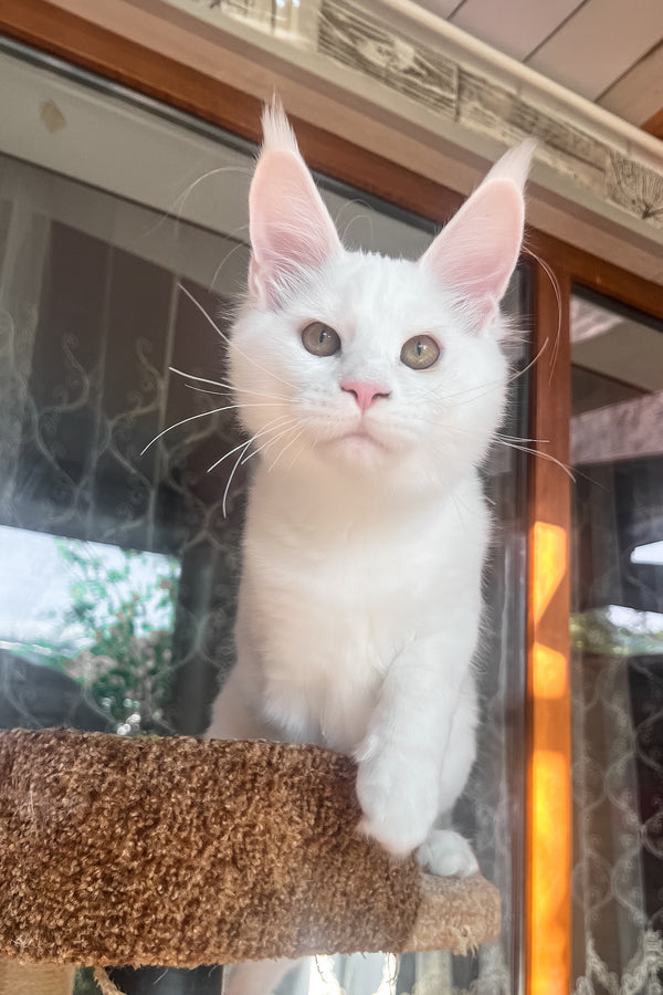 Marsik | Maine Coon Kitten