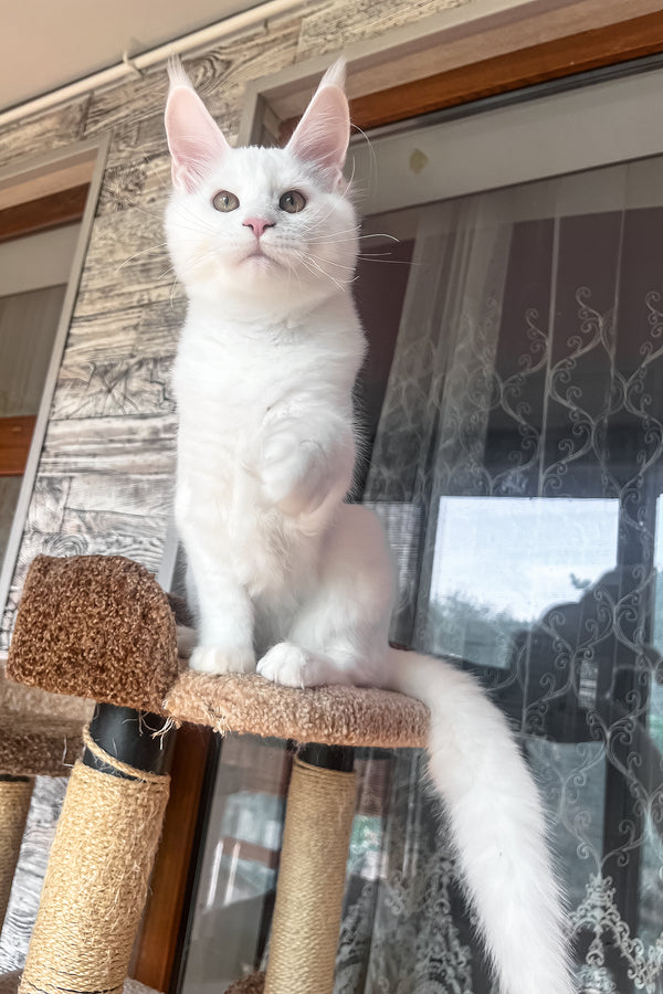 Marsik | Maine Coon Kitten