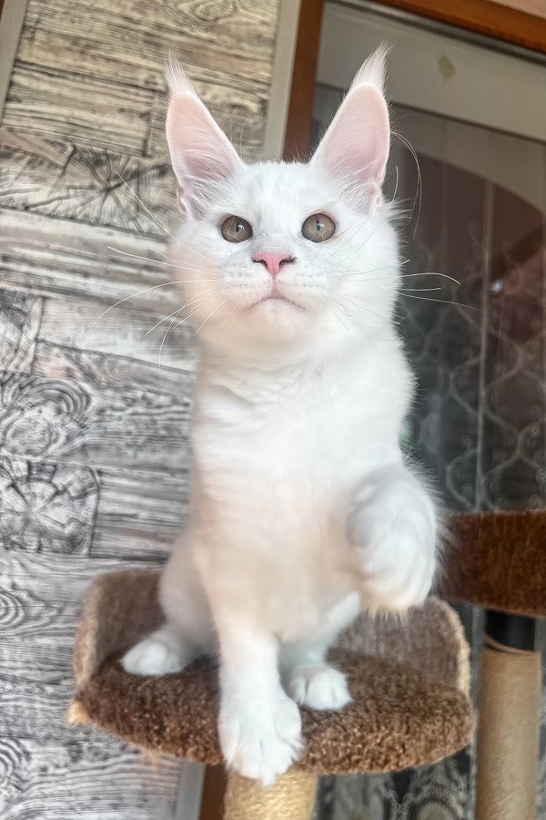 Marsik | Maine Coon Kitten