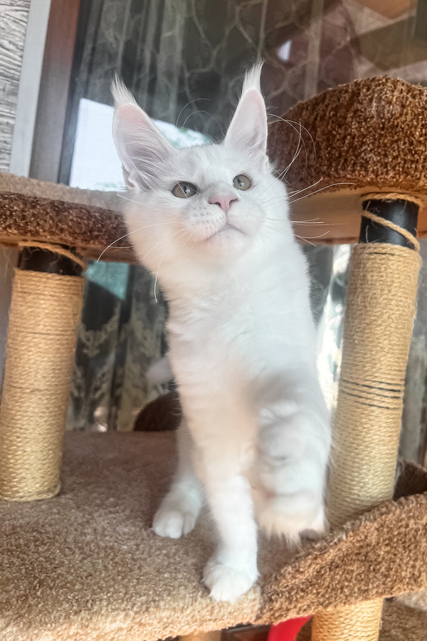 Marsik | Maine Coon Kitten