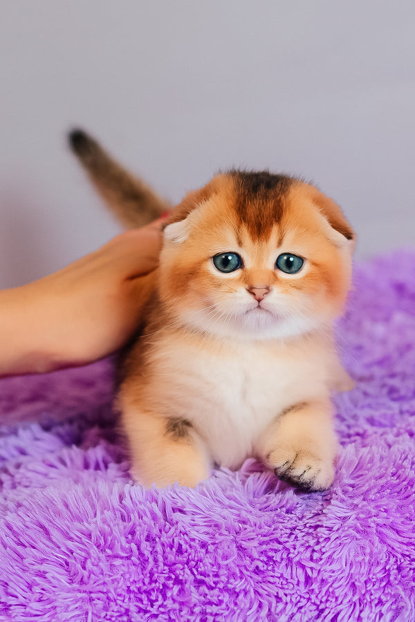 Zefir | Scottish Fold Kitten
