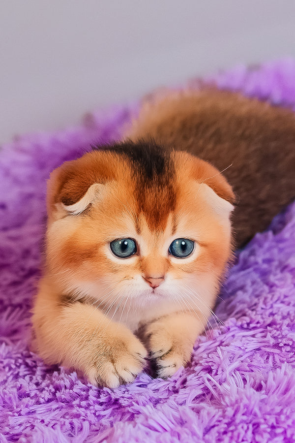 Zefir | Scottish Fold Kitten