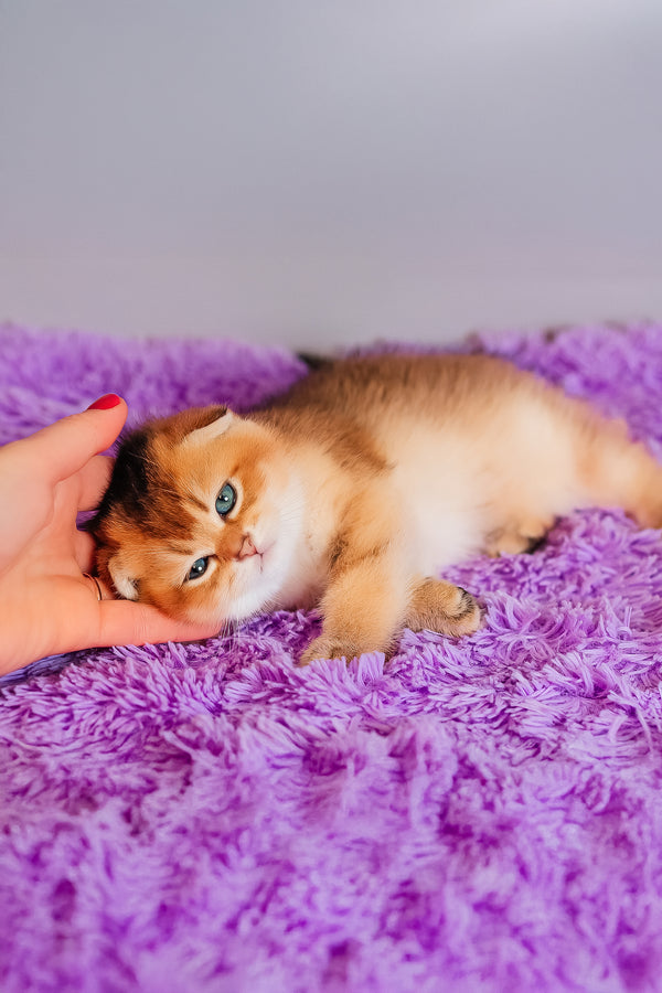 Zefir | Scottish Fold Kitten