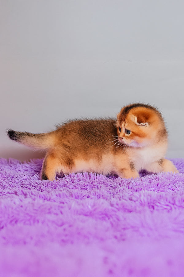 Zefir | Scottish Fold Kitten