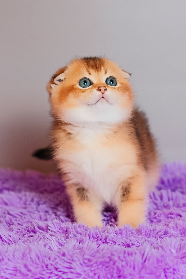 Zefir | Scottish Fold Kitten