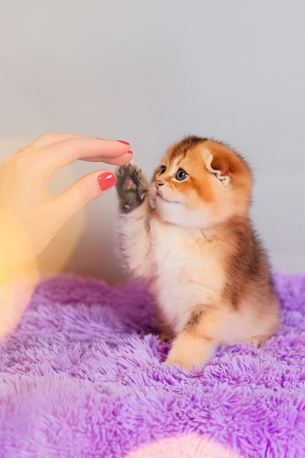 Zefir | Scottish Fold Kitten