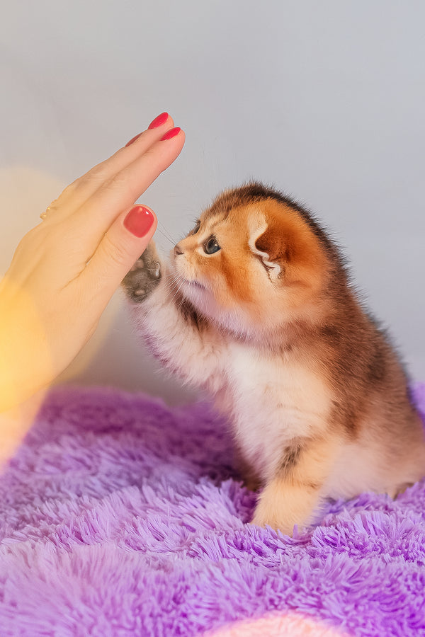 Zefir | Scottish Fold Kitten