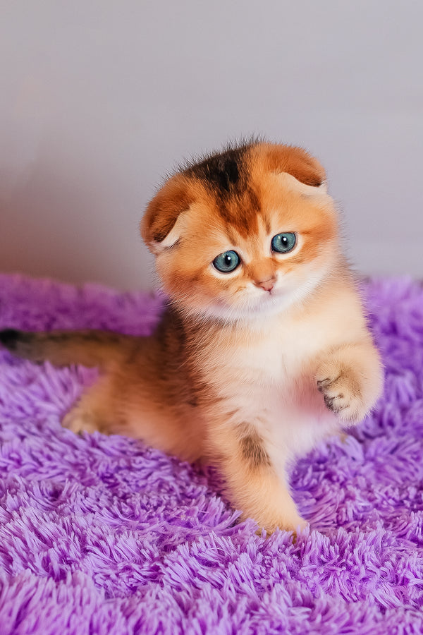 Zefir | Scottish Fold Kitten