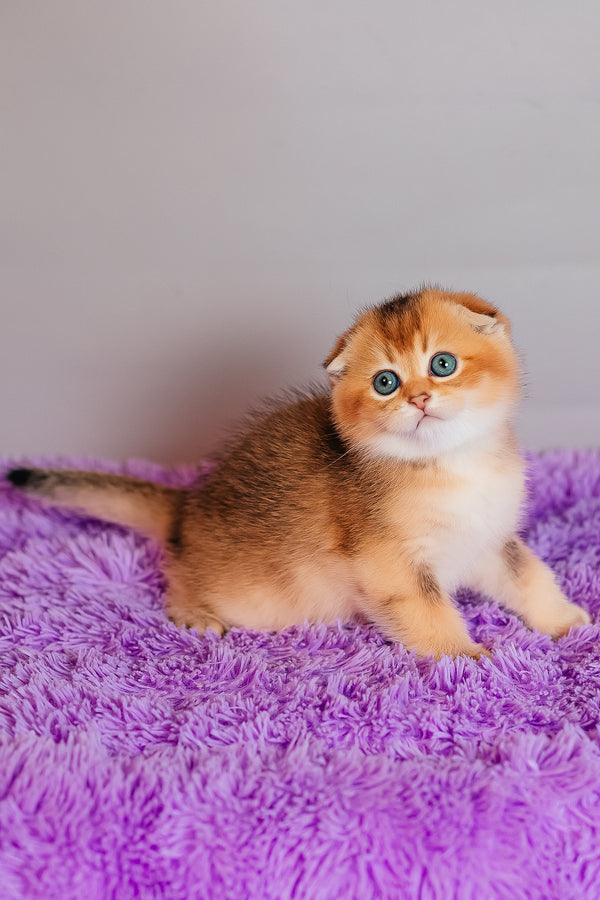 Zefir | Scottish Fold Kitten