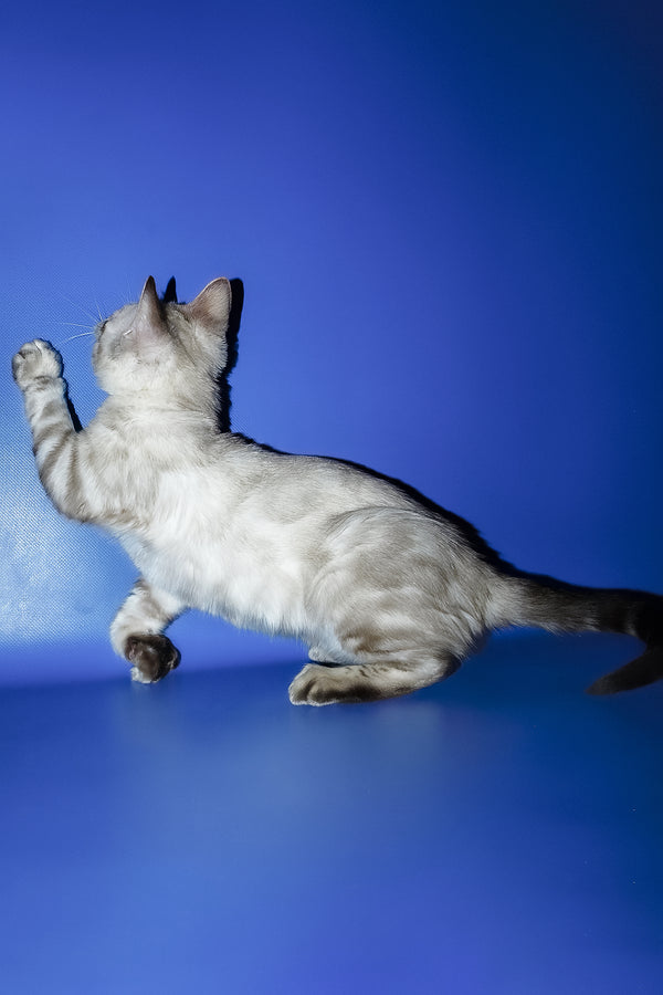 Zarina | Bengal Kitten