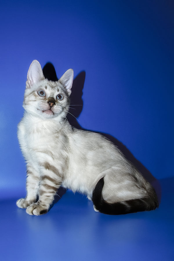 Zarina | Bengal Kitten