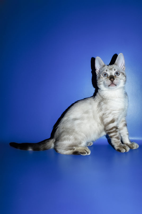 Zarina | Bengal Kitten