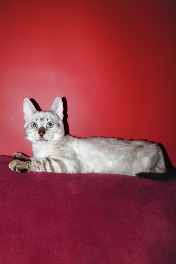 Zarina | Bengal Kitten