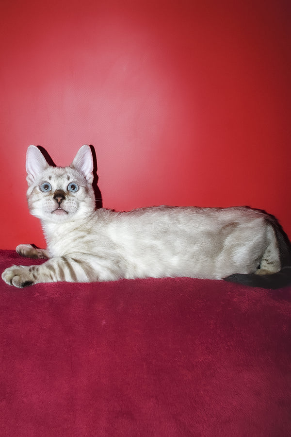 Zarina | Bengal Kitten