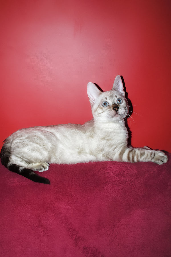 Zarina | Bengal Kitten