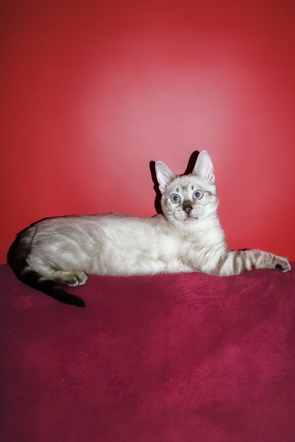 Zarina | Bengal Kitten