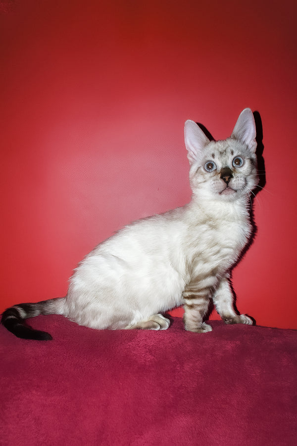 Zarina | Bengal Kitten