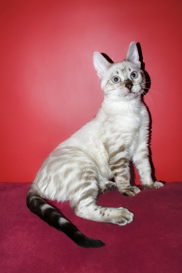 Zarina | Bengal Kitten