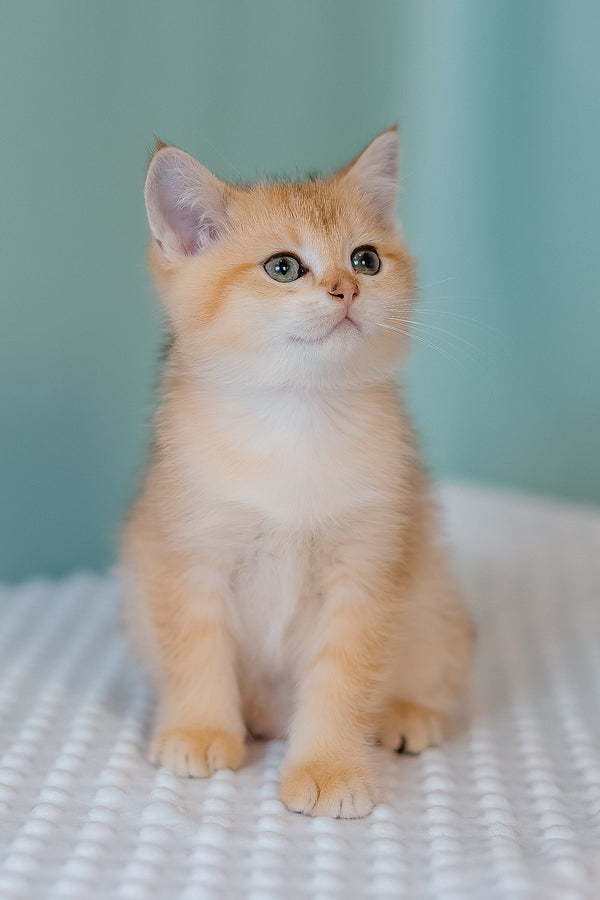 Fox | Scottish Straight Kitten