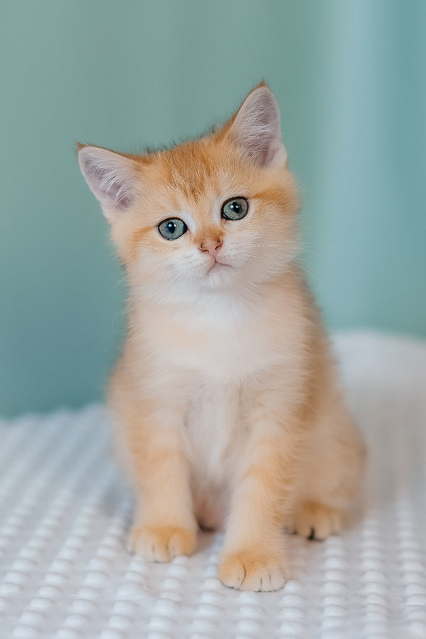 Fox | Scottish Straight Kitten