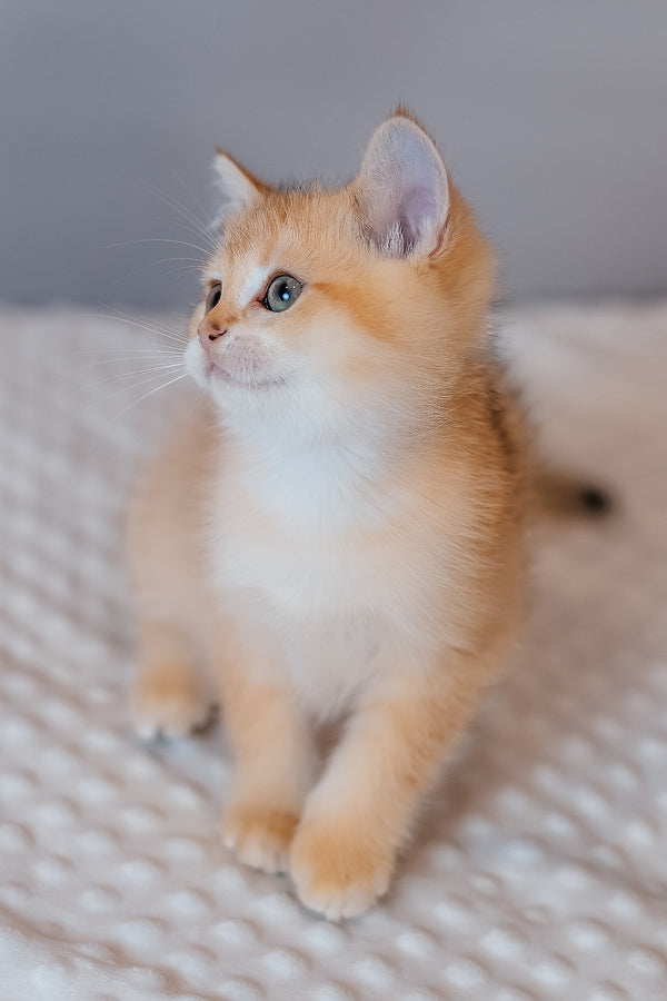 Fox | Scottish Straight Kitten