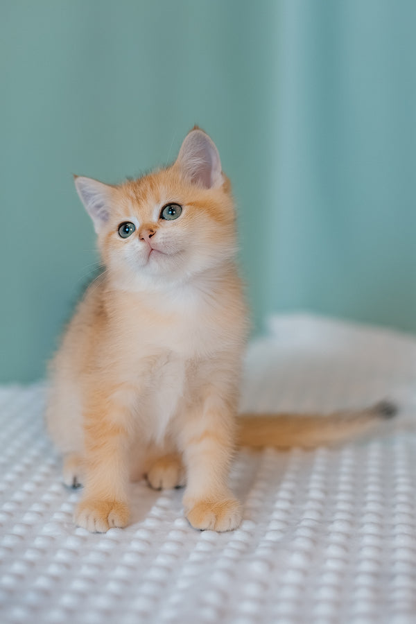 Fox | Scottish Straight Kitten