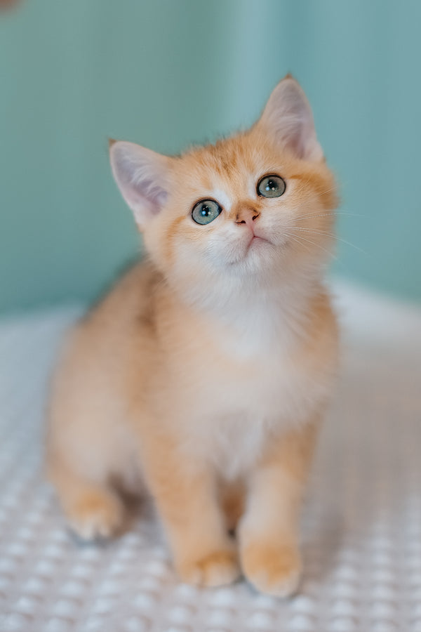 Fox | Scottish Straight Kitten