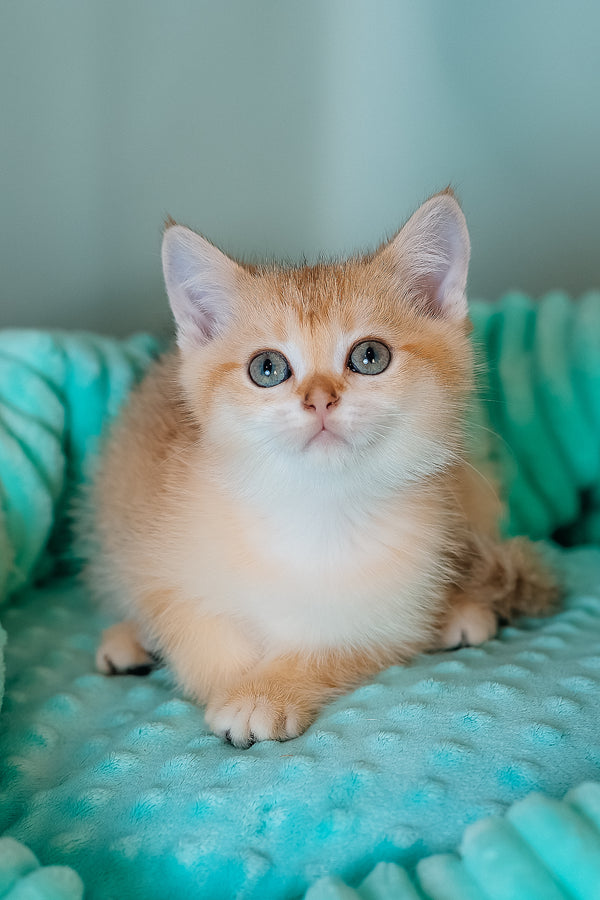Fox | Scottish Straight Kitten