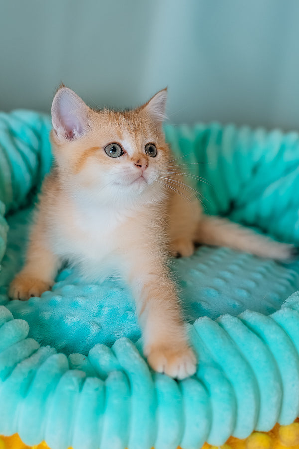 Fox | Scottish Straight Kitten