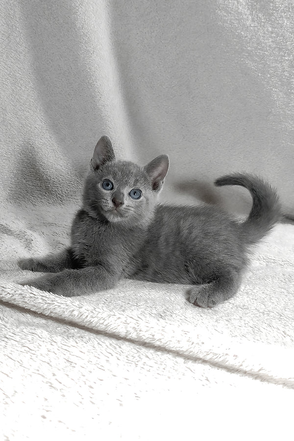 Lucas | Russian Blue Kitten
