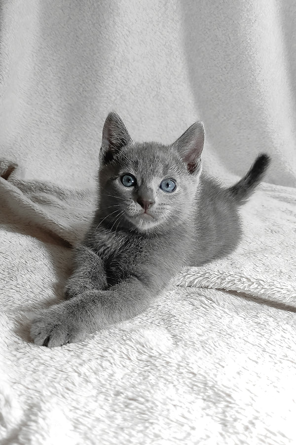 Lucas | Russian Blue Kitten