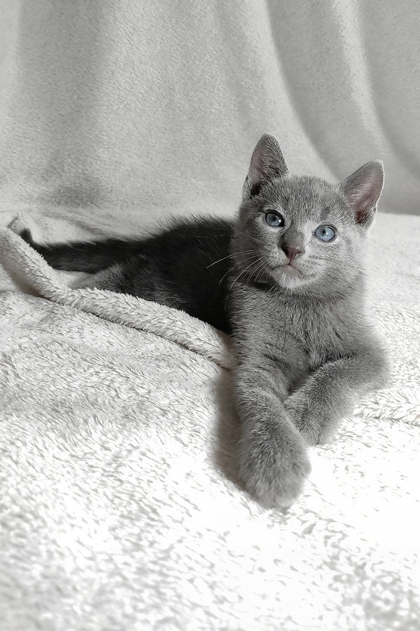 Lucas | Russian Blue Kitten