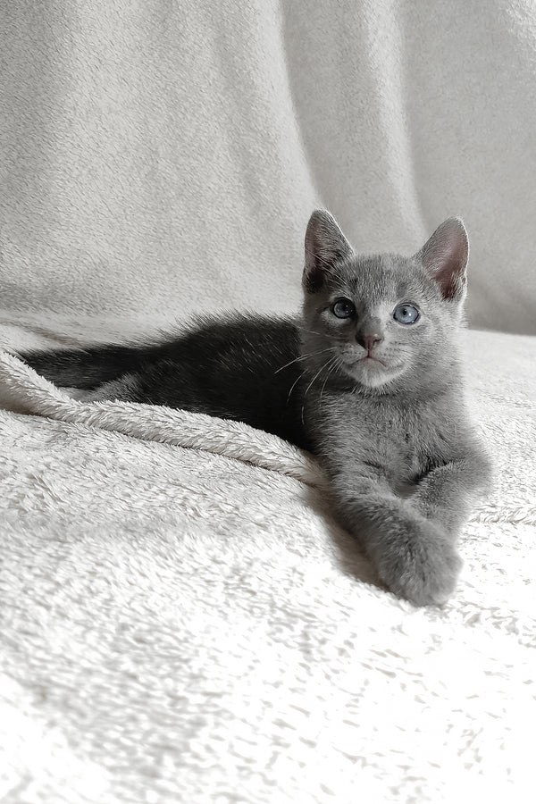 Lucas | Russian Blue Kitten
