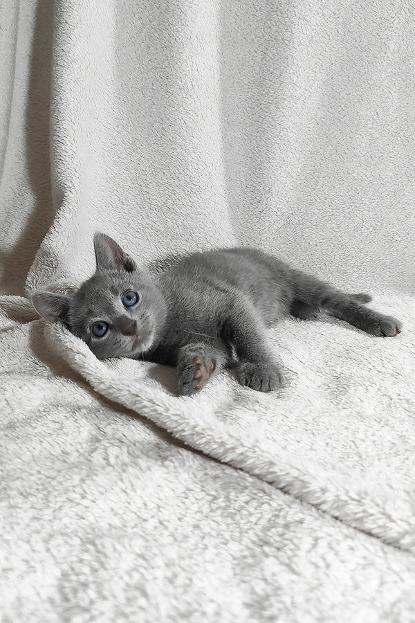 Lucas | Russian Blue Kitten