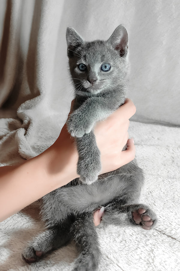 Lucas | Russian Blue Kitten