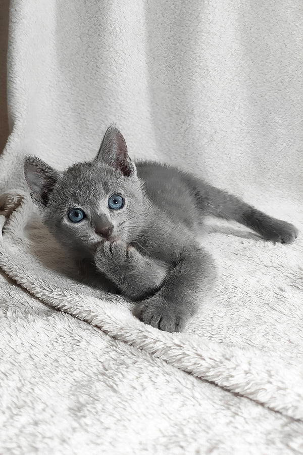 Lucas | Russian Blue Kitten