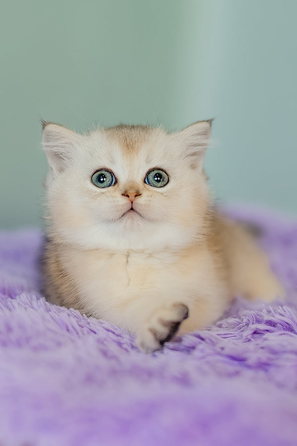 Elza | Scottish Straight Kitten