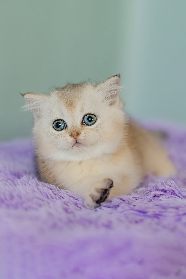 Elza | Scottish Straight Kitten