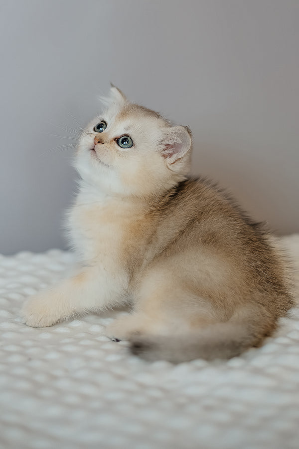 Elza | Scottish Straight Kitten