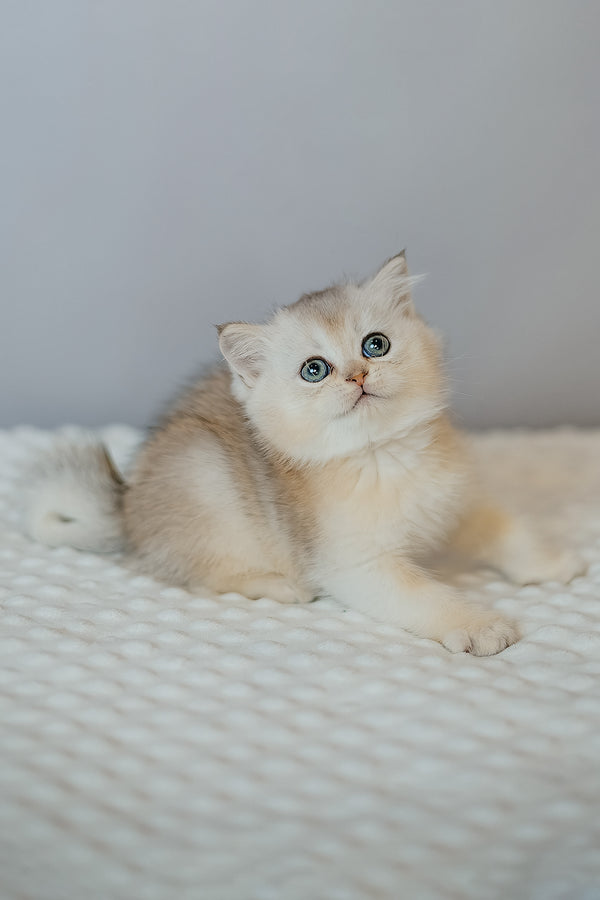 Elza | Scottish Straight Kitten