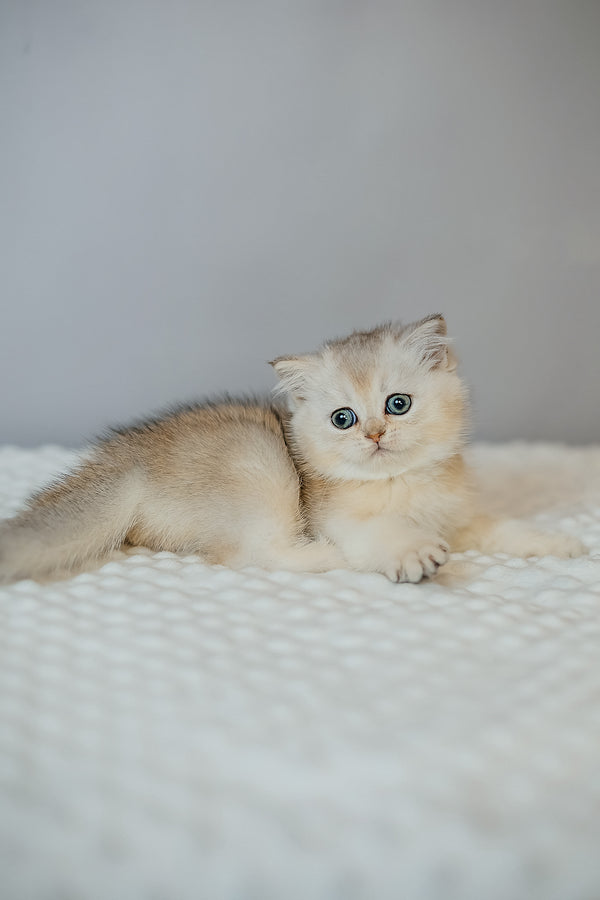 Elza | Scottish Straight Kitten