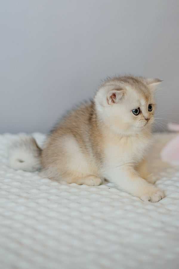Elza | Scottish Straight Kitten